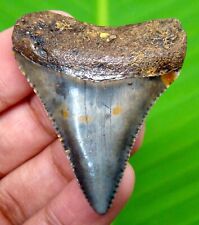 GREAT WHITE SHARK TOOTH - 1.90 INCHES - REAL FOSSIL - NATURAL - SHARK TEETH picture