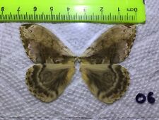 LPSA2  06  A+/ A     ? Saturniidae Moths picture