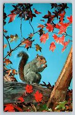 Adorable Squirrel in a Lovely Fall View Vintage Postcard 0685 picture