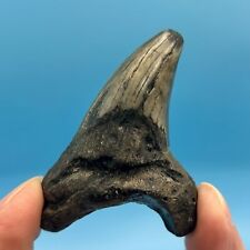 2.51” Benedini Shark Tooth - Beautiful Enamel Color - No Restoration or Repair picture