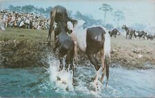 Pony Swim Horses Chincoteague Virginia Crowds 1969 Postcard picture