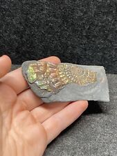 9cm Dinosaur Stunning iridescent ammolite Caloceras ammonite fossil Bone picture