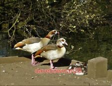 PHOTO  EGYPTIAN GEESE BY TOOTING COMMON LAKE THE RSPB CALCULATE THAT THERE ARE O picture