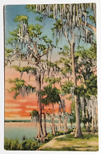 Silver Lakes Bordered with Cypress and Palm Come to Florida FL Postcard c1930s picture