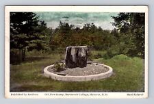 Hanover NH-New Hampshire, Dartmouth College, Pine Stump, Vintage c1950 Postcard picture