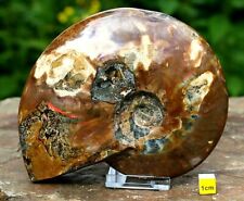 Rare Huge Iridescent Polished Ammonite Fossil Fossilised Shell Cretaceous 142mm picture