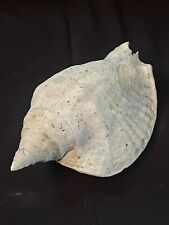 RARE Fossilized MILK CONCH Shell From Central Florida, Pliocene Era.  picture