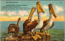 FL-Florida Greetings, A Pelican Family, Comical Poem, c1954 Vintage Postcard picture