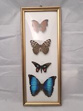 Butterfly Collection Giant Blue Morpho Parides Zacynthus, Zaretis Itys, Calico 2 picture