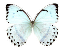 Morpho catenaria catenarius ONE REAL BUTTERFLY ICE BLUE UNMOUNTED WINGS CLOSED  picture
