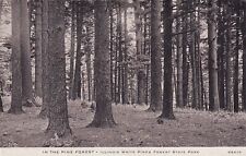 Pine Forest Illinois White Pines Forest State Park IL Postcard C38 picture