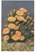Scenic Prickly Pear Cactus Bloom Postcard Old Vintage Card View Posted picture