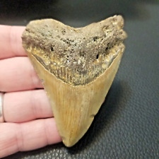 Megalodon Shark Tooth- 3