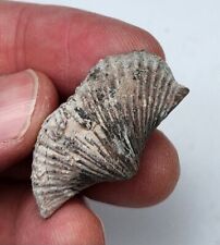 Awesome Fossil Braciopod Specimen - 8g picture