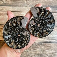 Ammonite (Black) Fossil Pair w/ Calcite Chambers: 4.15