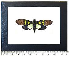 Gaeana cheni yellow green black cicada Thailand framed picture