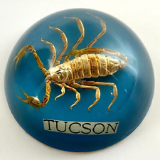 Vintage Tuscon Arizona Scorpion Paperweight Acrylic Dome Shape 4 in Real Insect picture