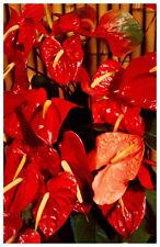 Red Anthurium in Hawaii Floral Blossoms Vintage Chrome Postcard UNPOSTED picture