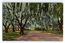 The Pakenham Oaks The Cathedral Of Oaks New Orleans Louisiana Vintage Postcard picture