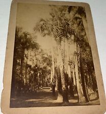 Rare Antique Southern American Palm Tree Landscape Cabinet Photo Florida C.1880 picture