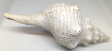 Large Horse Conch Sea Shell 12” Long Big Horn Seashell Triplofusus Giganteus picture
