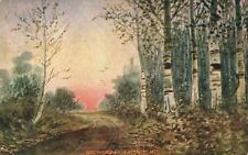 Vintage Postcard 1911 Birch Grove Picturesque View Catskill Mountains New York picture