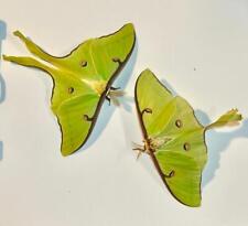 Unusual LUNA eggs high color moths with large eyespots SELECTIVELY bred LUNA picture