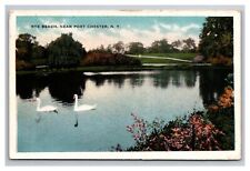 Postcard Port Chester New York Rye Beach Swans on Lake picture