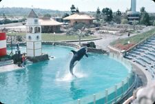 1976 Sea World San Diego Bicentennial Shamu Whale Show #2 Vintage 35mm Slide picture