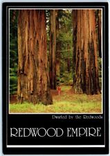 Postcard - Dwarfed by the Redwoods, Redwood Empire - Northern California picture