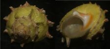 Tonyshells Seashells Bolma girgyllus girgyllus star snailYELLOW COLOR 44mm F+++ picture