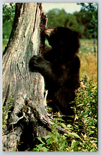 c1960s Black Bear Cub Sioux Lookout Ontario Canada Vintage Postcard picture