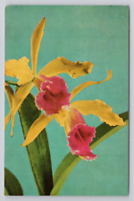 Hybrid Orchid Longwood Gardens, Kennett Square, Pa. Postcard 3159 picture
