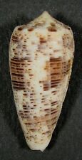 CONUS NIMBOSUS 42.13mm BEAUTIFUL XXL SPECIMEN Tanna, New Hebrides picture