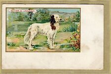Cpa Pub Chrome Setter by Laverack Chien Hunting Hunting Dog Hunting Dog wn078 picture