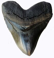 Replica 5.5 Inch Megalodon Tooth Black With Serrations picture
