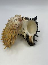 Black MUREX seashell Striped 5” conch white sea snail gastropod shell vintage picture