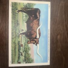Texas Longhorn Steer Width Of Horns 9'  6