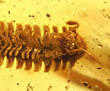 Super Detailed Polydesmida (Millipede), Fossil inclusion in Burmese Amber picture
