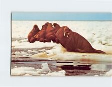 Postcard Alaskan Walrus Bering Sea and Along the Western Coast of Alaska picture