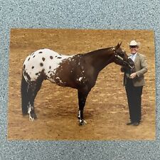 Named Appaloosa Horse Postcard Rockin N Rollin World Champion 4.25 X 5.5 picture