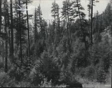 1950 Press Photo Forest Scenes, Lumber - spa66537 picture