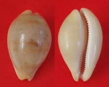 Seashells Cypraea langfordi COWRY deep watter specimen 60.2mm F+ fresh dead BIG picture