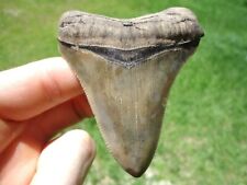 TOP QUALITY MEGALODON SHARK TOOTH FLORIDA FOSSILS SHARKS TEETH MAKO GREAT WHITE picture