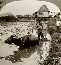 Keystone Stereoview Rice Farmer & Water Buffalo, Luzon of 600/1200 Set #1009 T2 picture