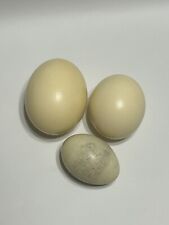 Lot of 3 Real Ostrich Eggs Hollow- Arts Crafts Painting Home Decor Blank picture