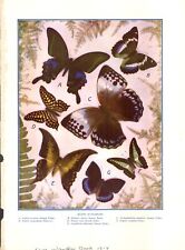 Illustration Exotic Butterflies 1914 picture