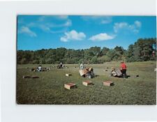 Postcard Harvesting Cranberries Cape Cod Massachusetts USA picture