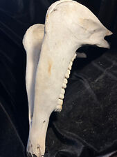 cattle bones genuine horse jawbone with teeth picture
