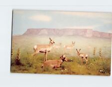 Postcard American Antelope picture